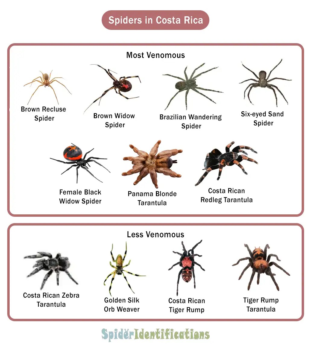 Types of Spiders in Costa Rica List with Pictures