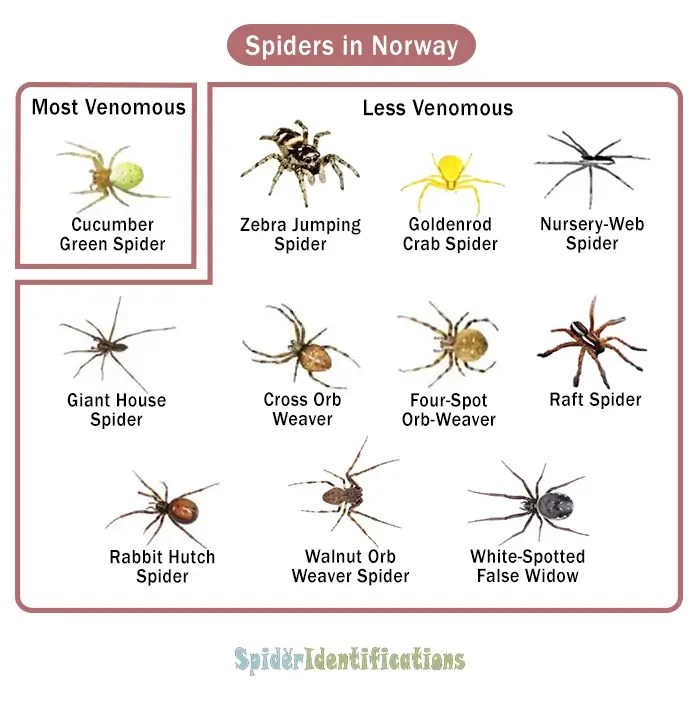 Types of Spiders in Norway List with Pictures