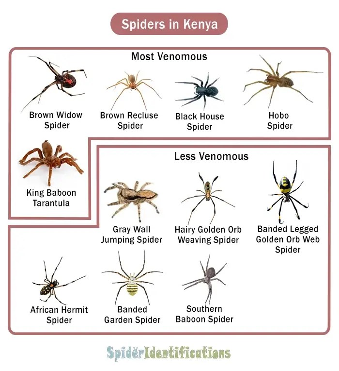 Types of Spiders in Kenya List with Pictures