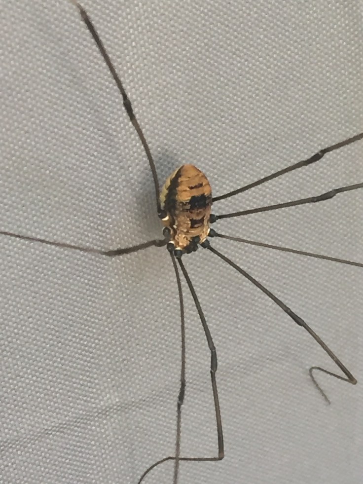 “Daddy long legs” is an impostor! SpiderMentor