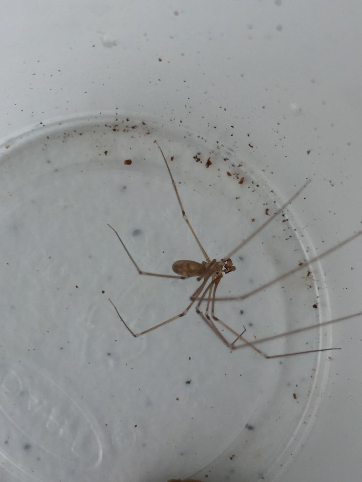 “Daddy long legs” is an impostor! SpiderMentor