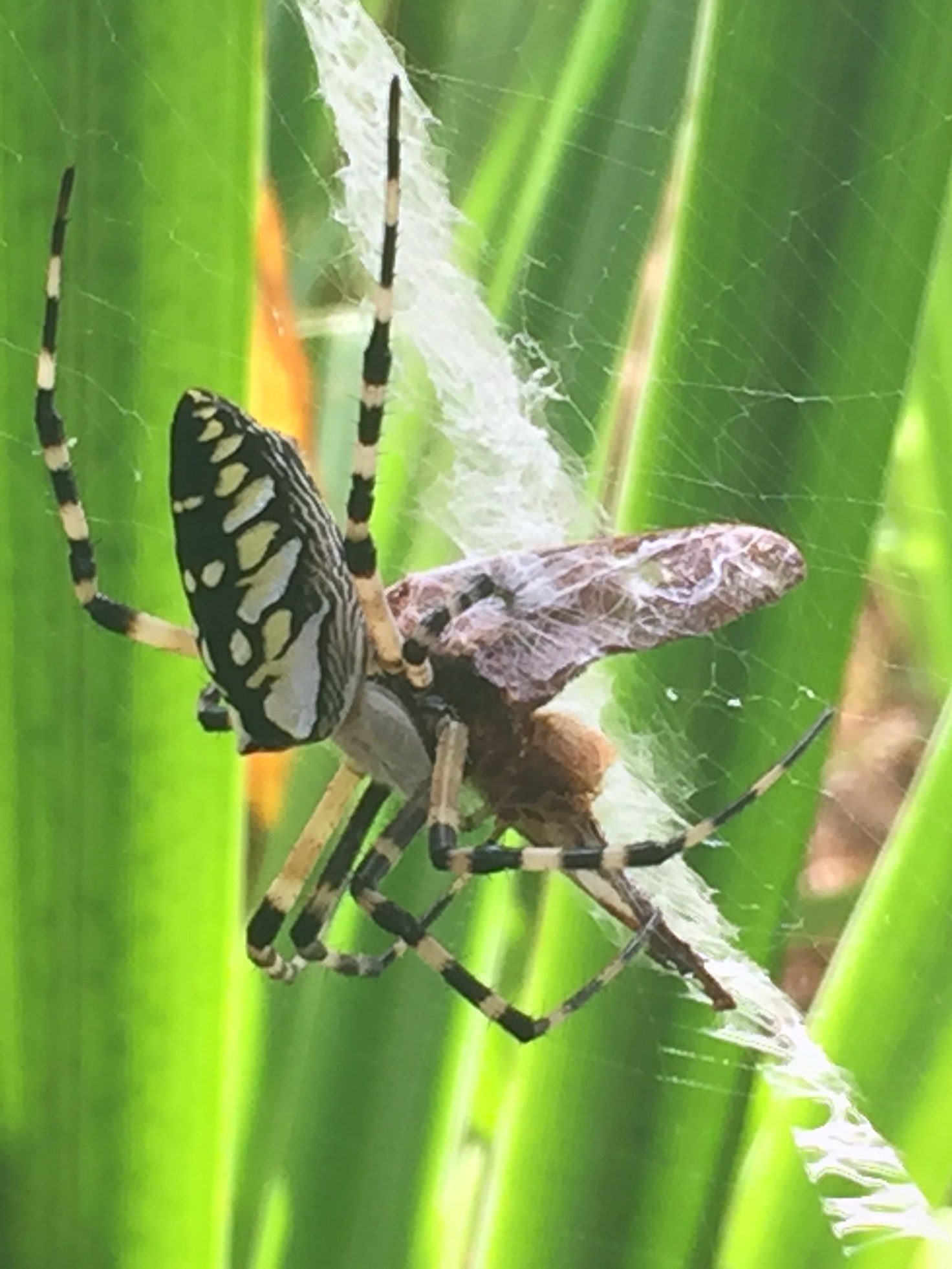 “Banana” Spider SpiderMentor