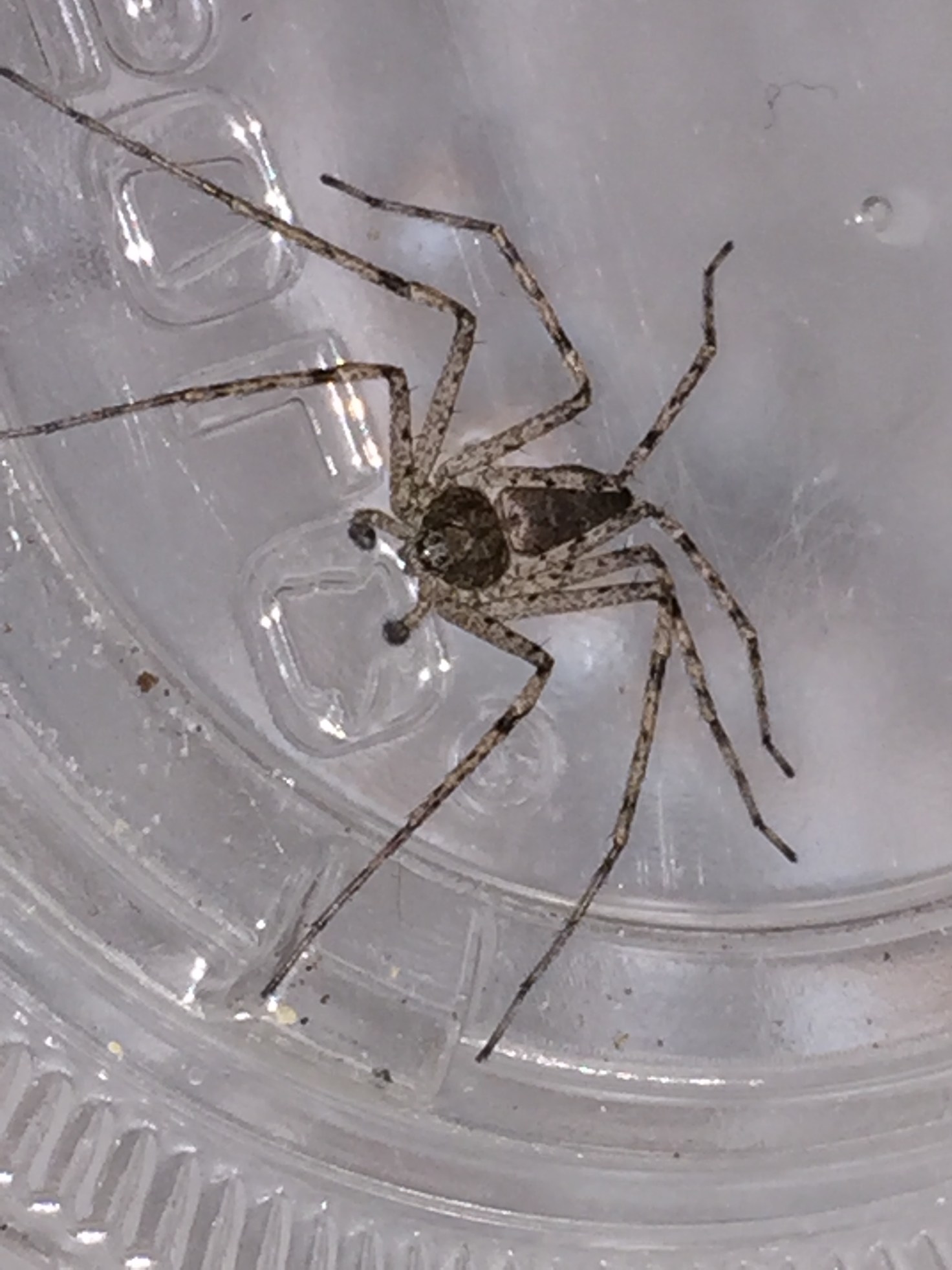 Spiders in Winter they got this SpiderMentor