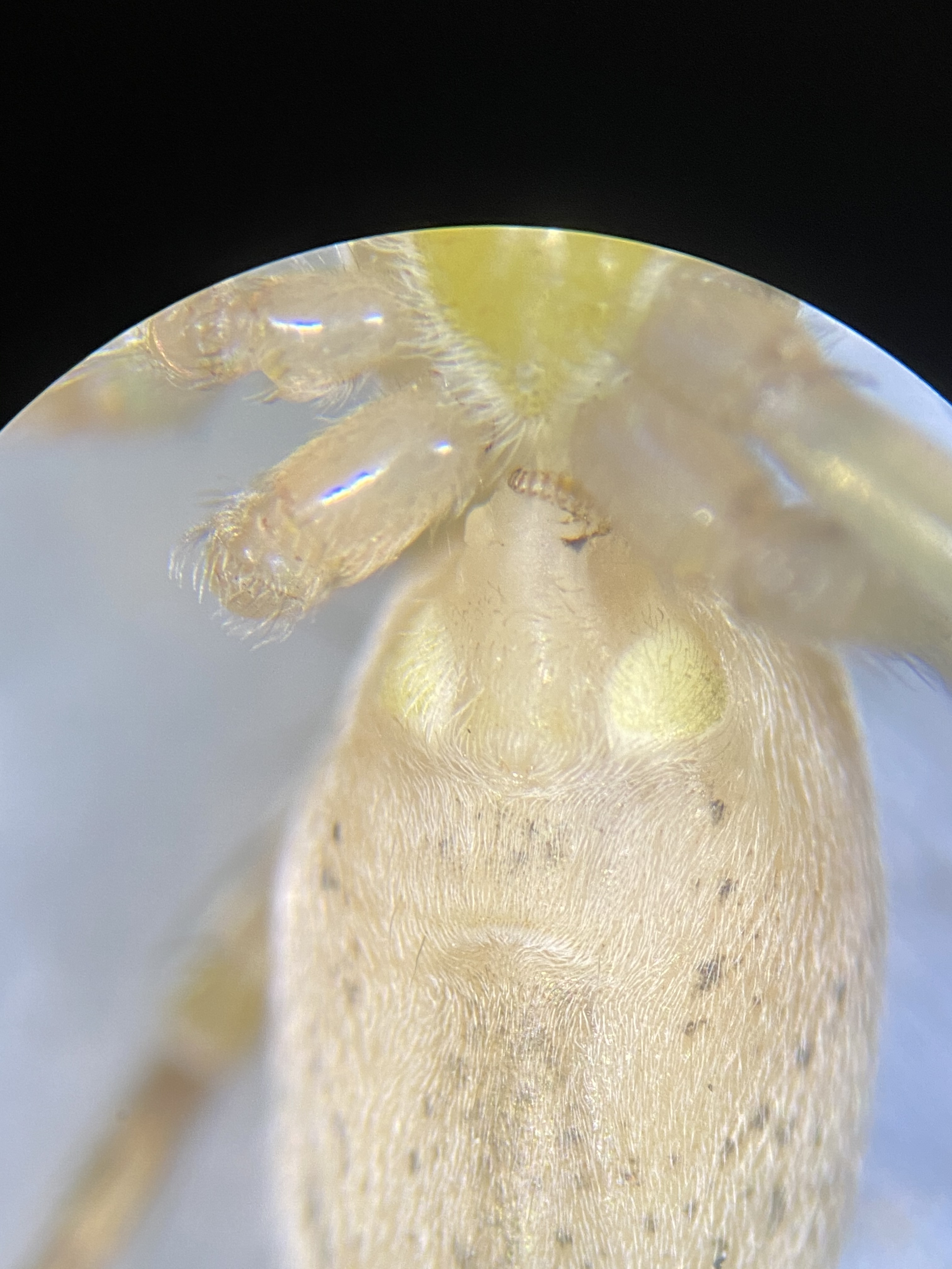 Ghost in the food chain SpiderMentor