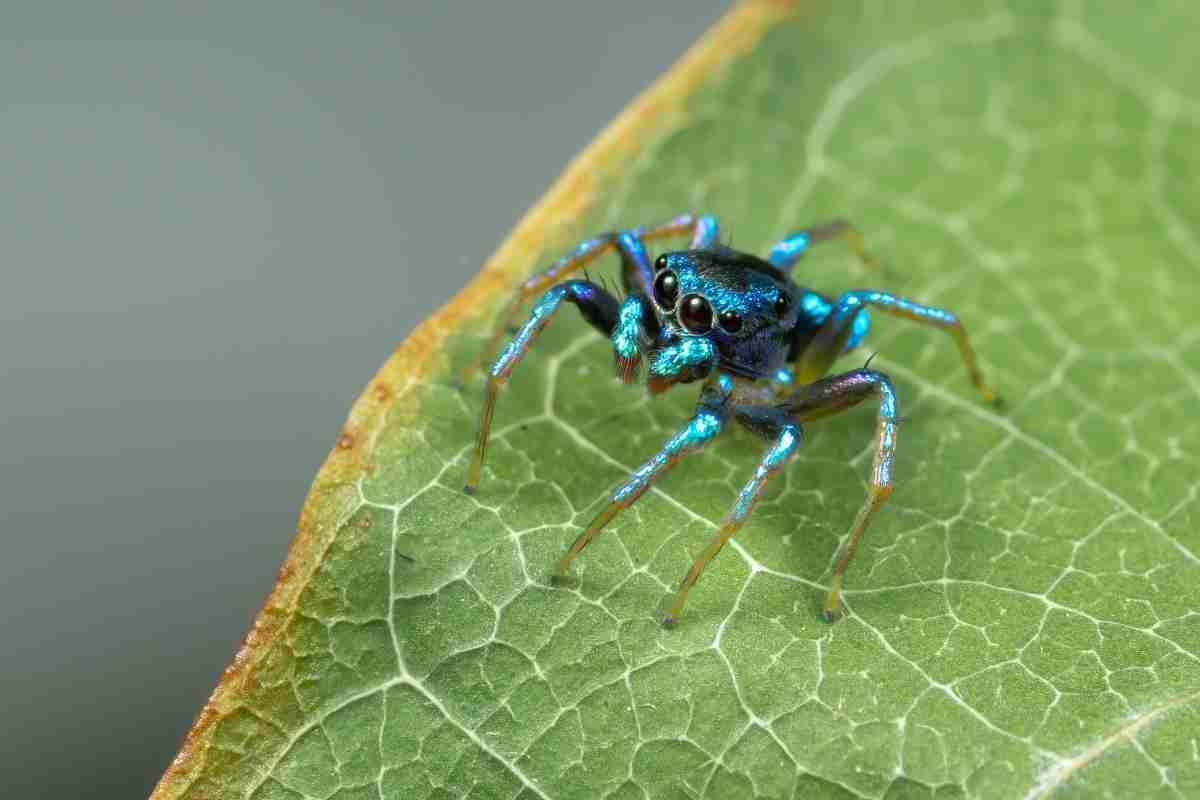 16 Blue Spiders You Won't Believe Exist With Photos! Spiders