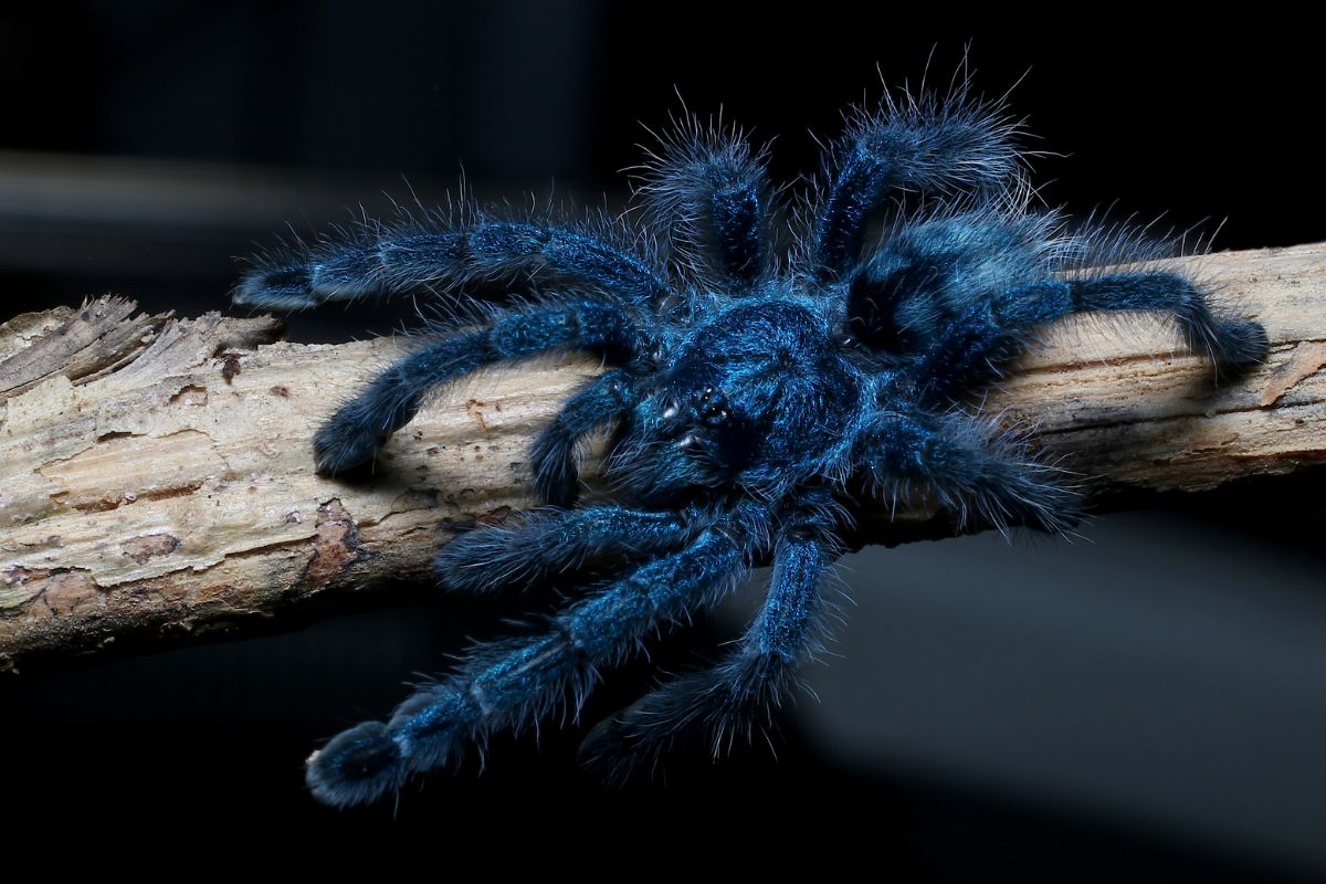 16 Blue Spiders You Won't Believe Exist With Photos! Spiders