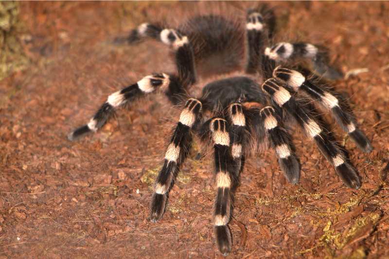 11 Best Pet Spiders For Beginners Spiders