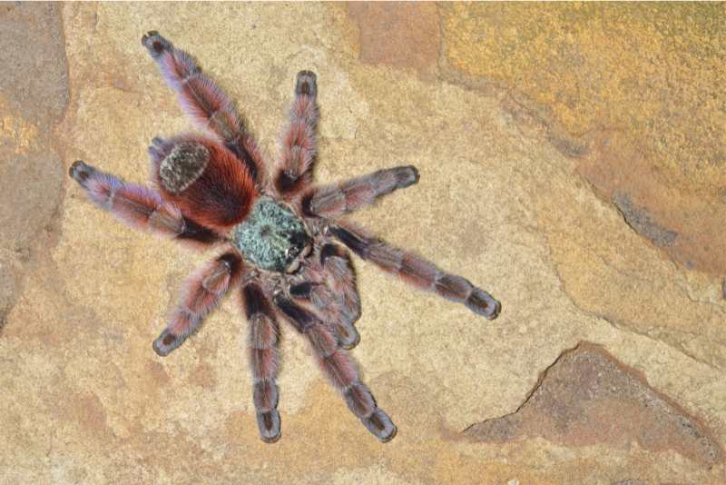 11 Best Pet Spiders For Beginners Spiders