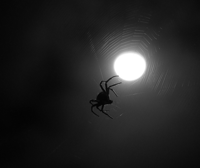 Do Spiders Come Out At Night? Spiders