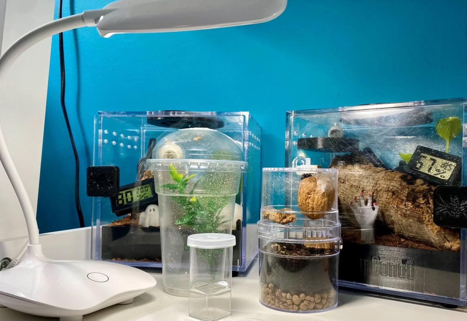 Enclosure SetUp for a Jumping Spider Spiders  HQ