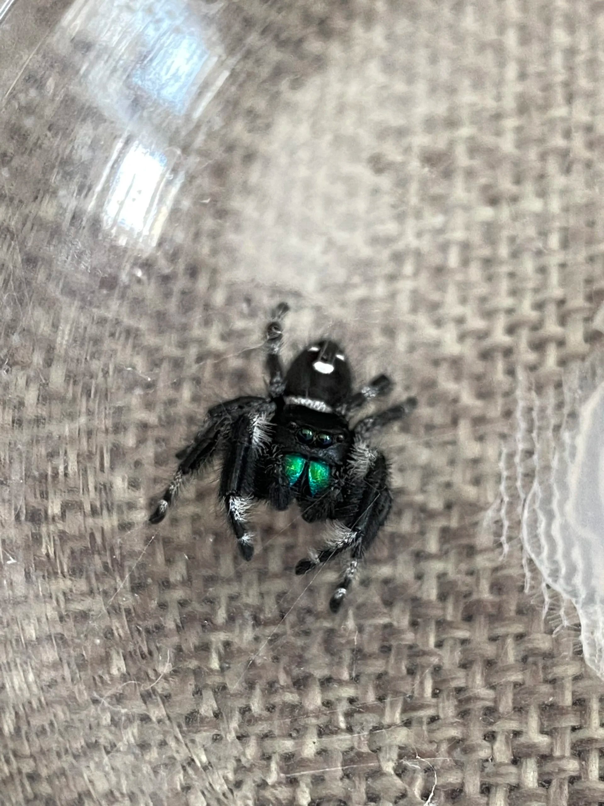 Life Stages of Jumping Spiders Spiders  HQ