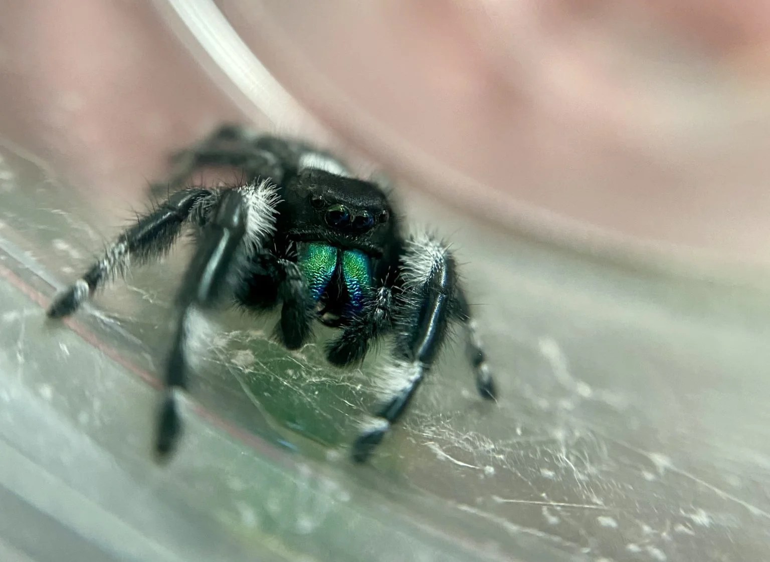How to Determine the Sex of a Jumping Spider Spiders  HQ