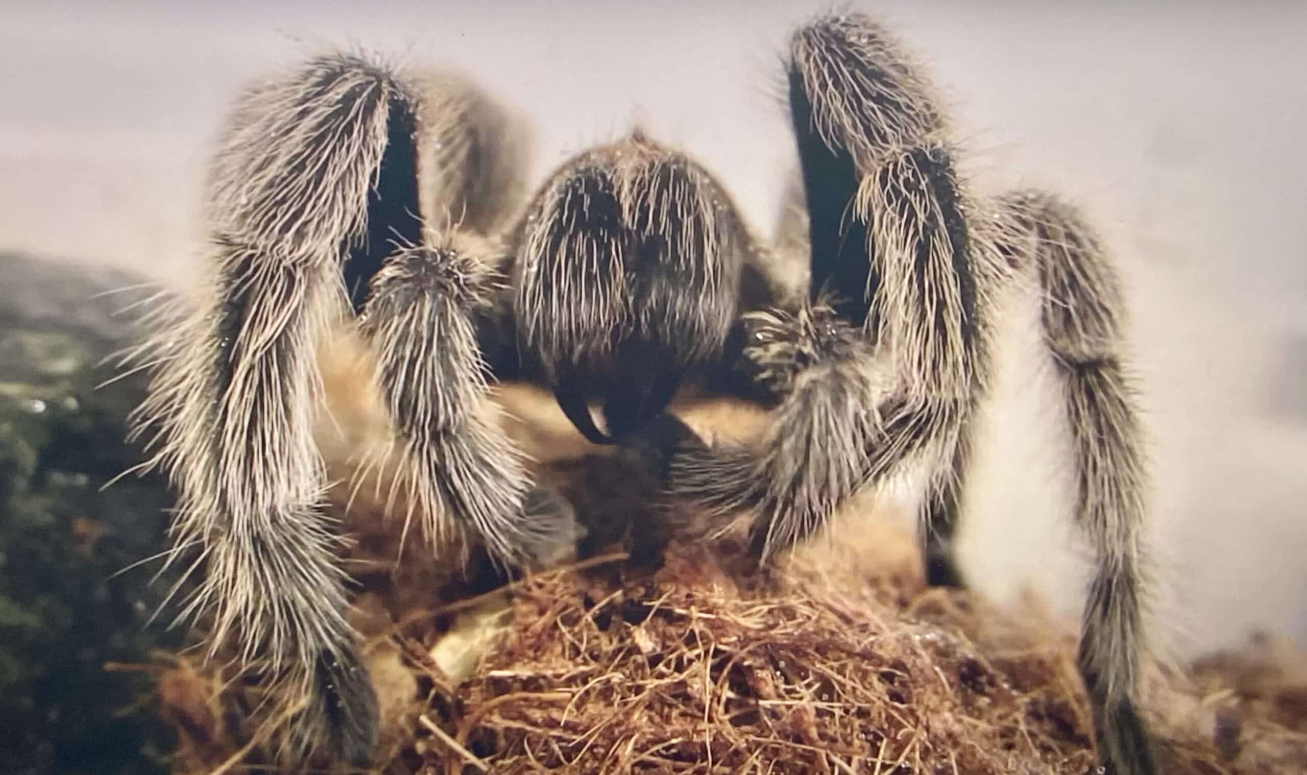 How Dangerous Are Tarantulas? Spiders  HQ