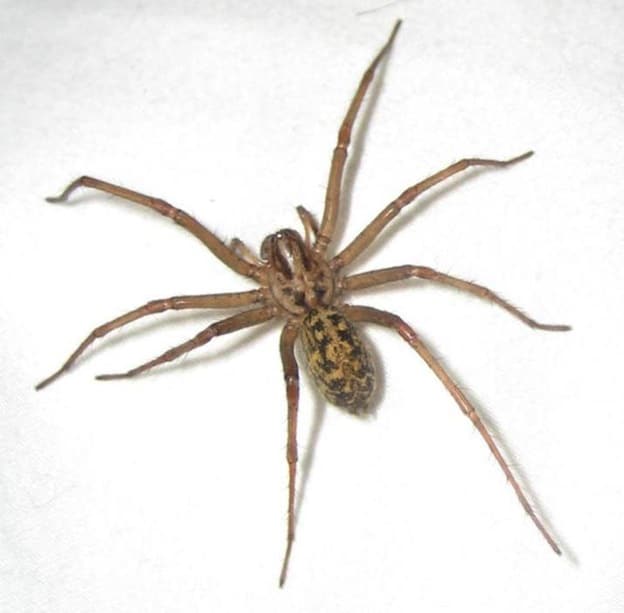 Hobo Spider Spider Facts and Information