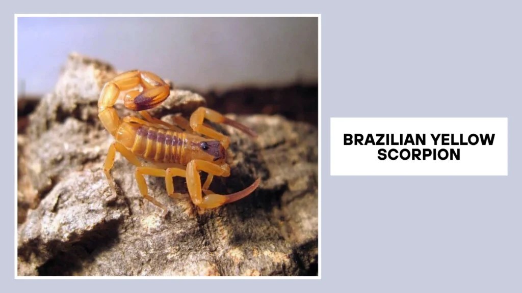 18 Types of Scorpions Identification with Name and Pictures