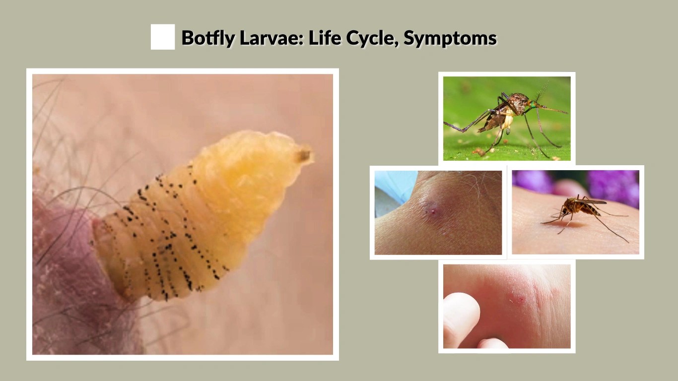 Botfly Larvae Life Cycle, Symptoms, and Removal Guide