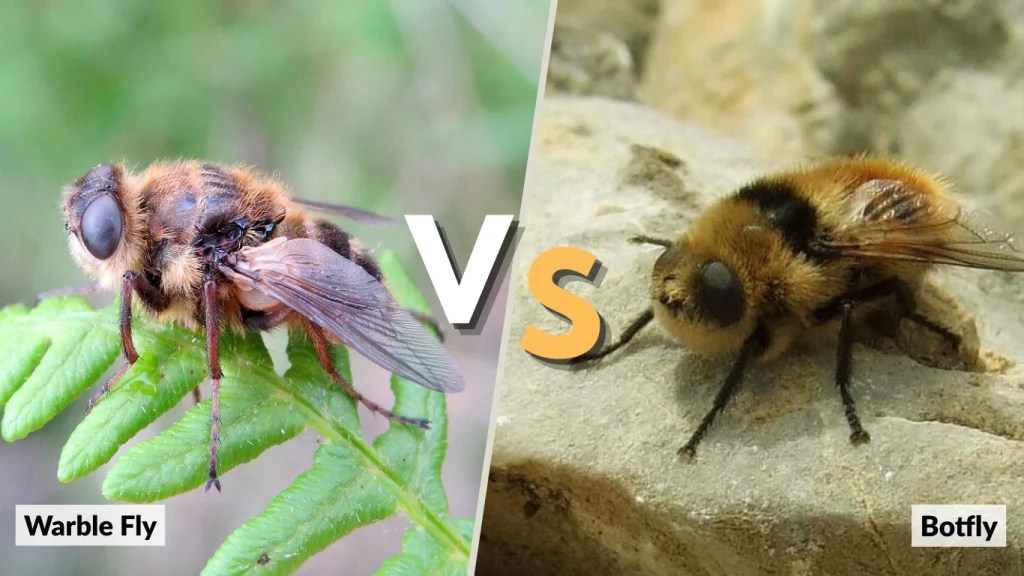 Warble Fly Identification, Behavior, and Human Impact