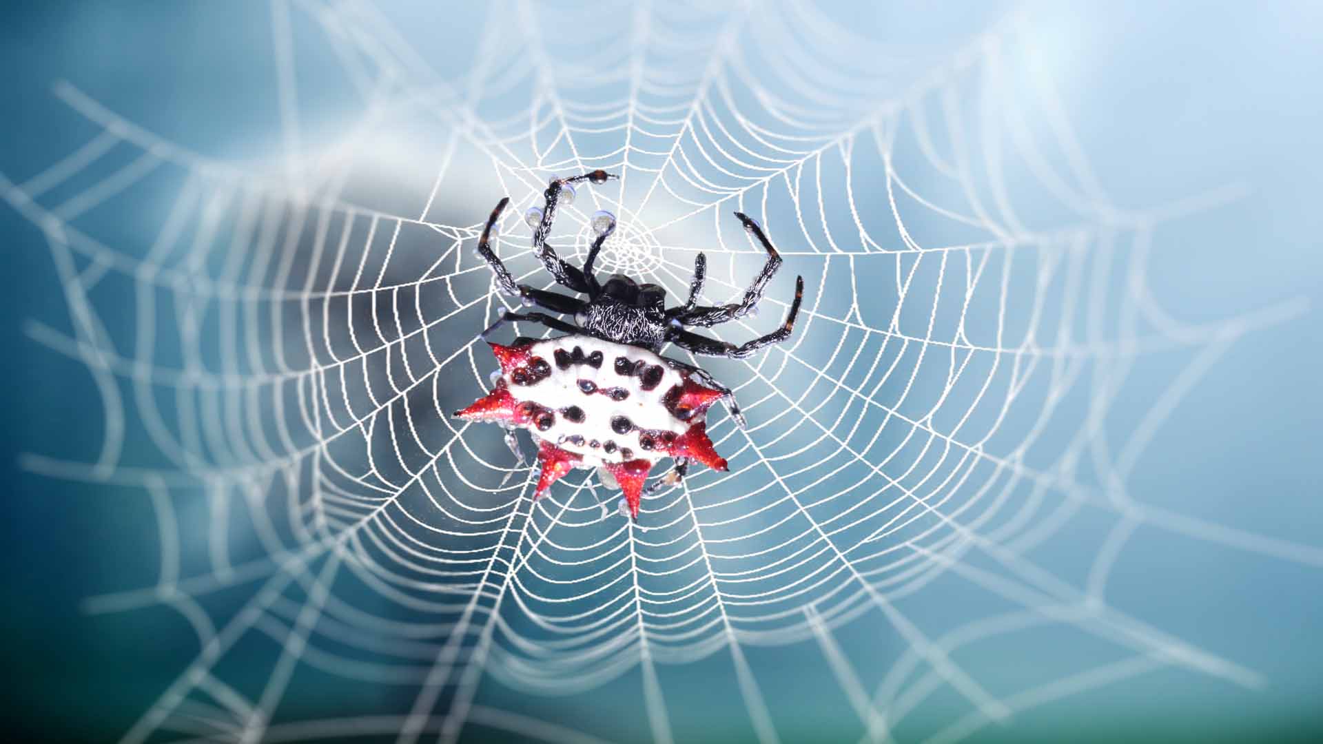 5 Poisonous Black Spider With White Spot on Back In 2023