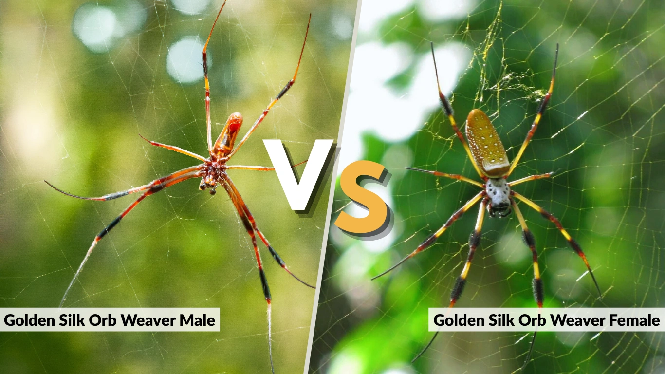 Golden Silk OrbWeaver All About Spiders