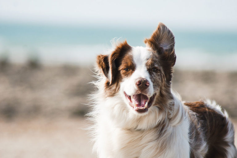 Dürfen Hunde Äpfel essen? spielenderhund.de