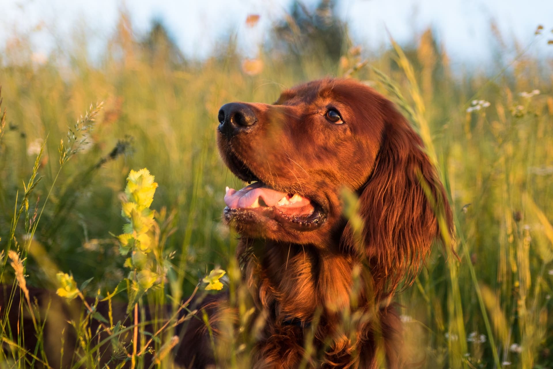 Irish Setter für Anfänger die Fakten spielenderhund.de
