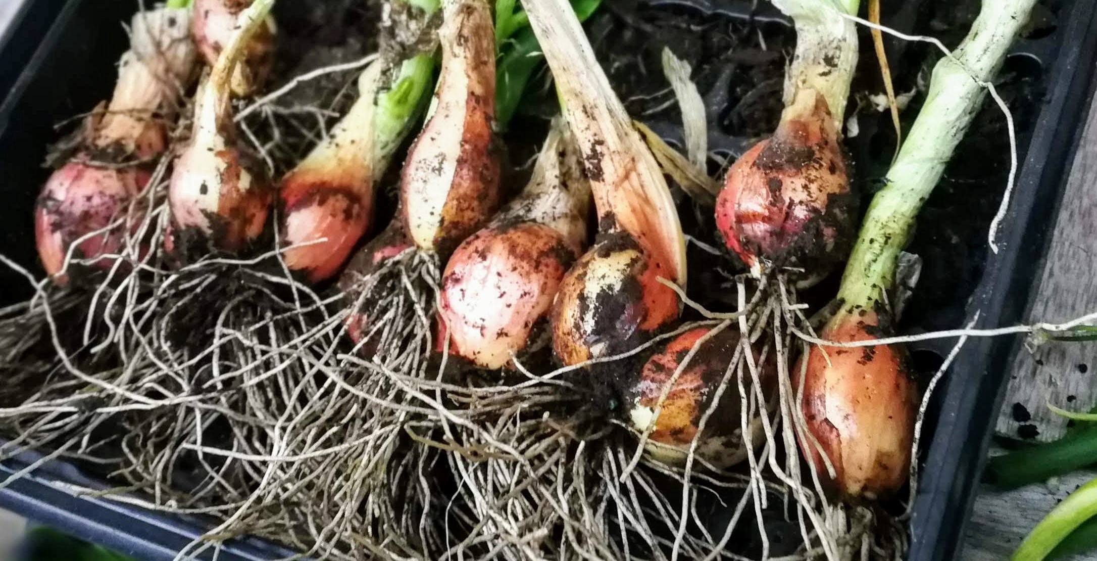 Egyptian Walking Onions What They Are Spiffle!