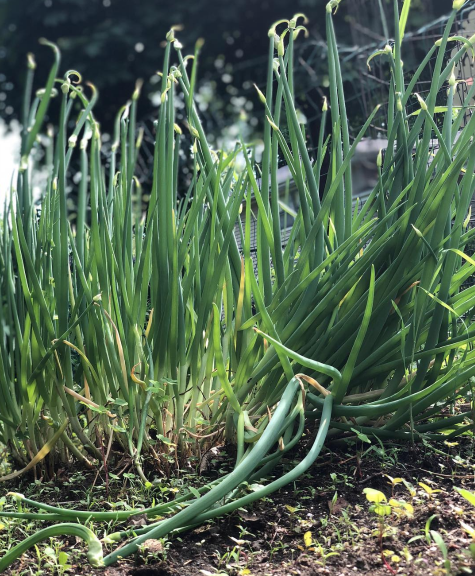 Egyptian Walking Onions What They Are Spiffle!