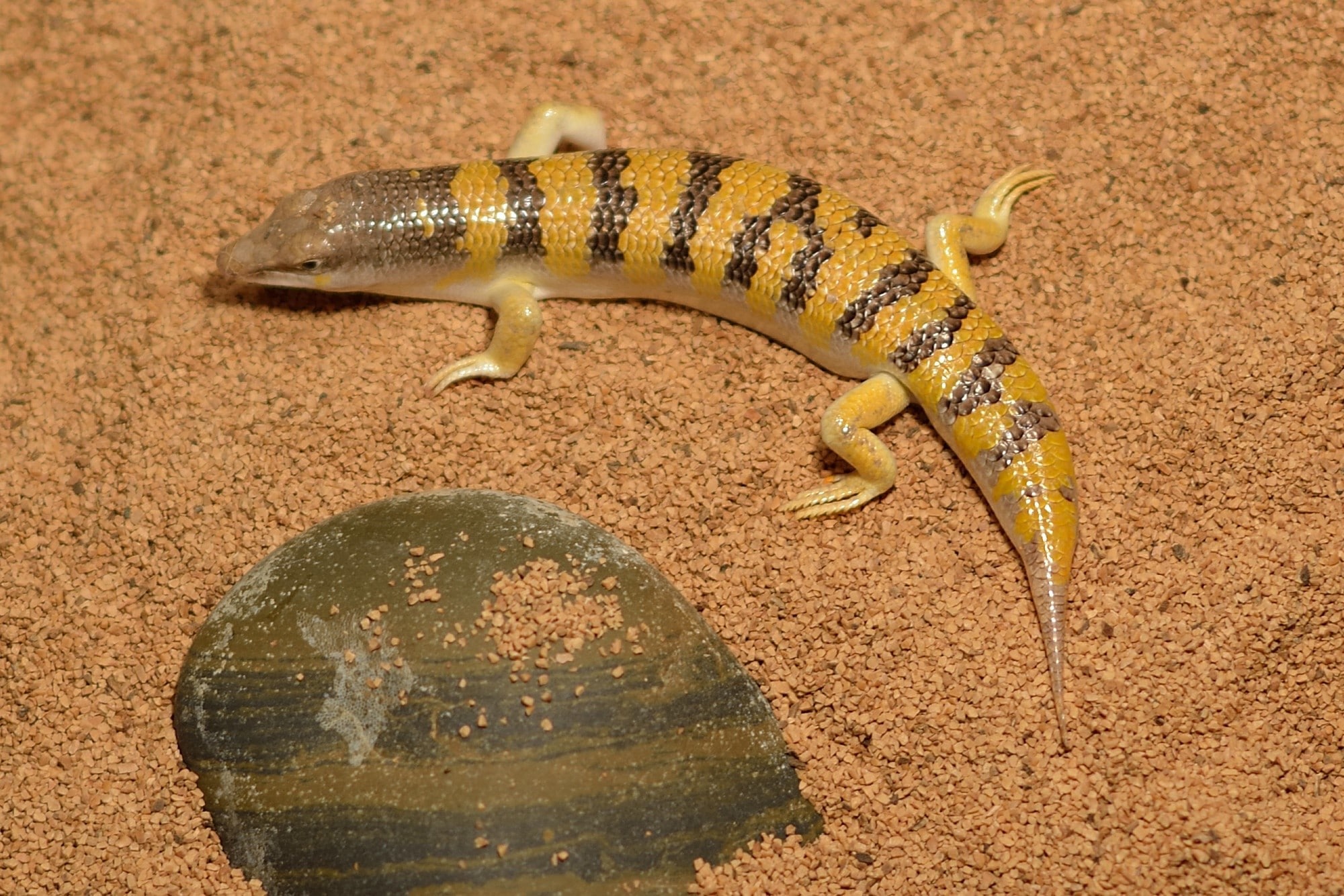 【サンドフィッシュ】砂の中を泳ぐトカゲの特徴や飼育 爬虫類探偵SPINの部屋