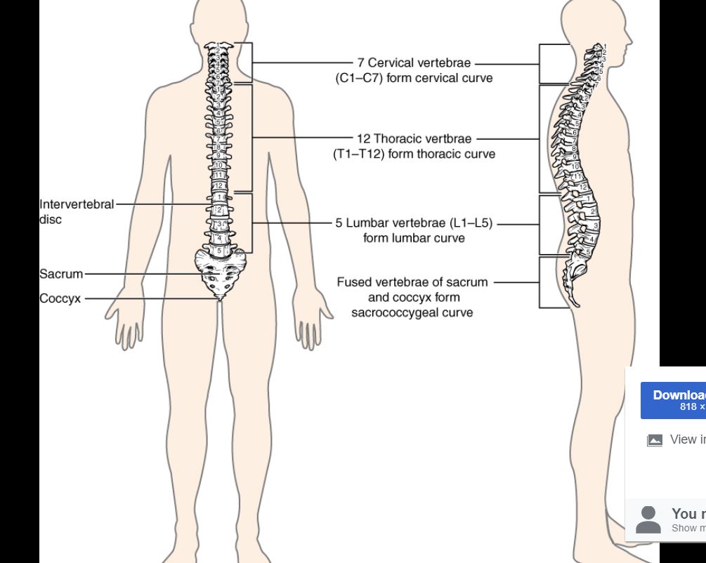 Quadriplegia (Tetraplegia) Definition, Causes Types, 60 OFF