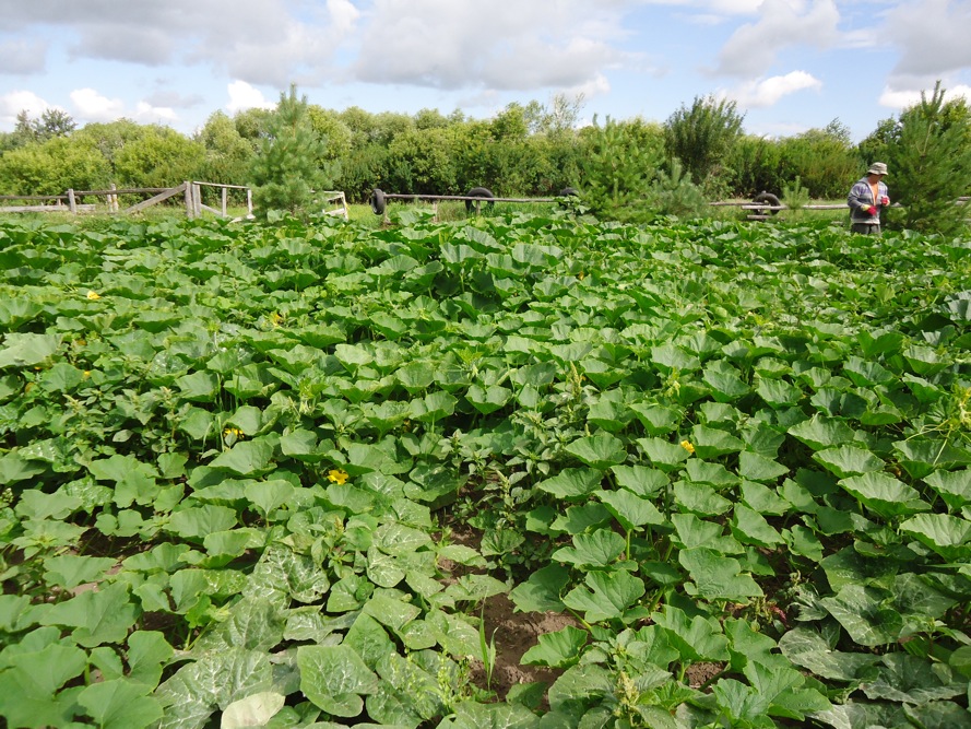 Squash SPINFarming A New Way to Learn to Farm
