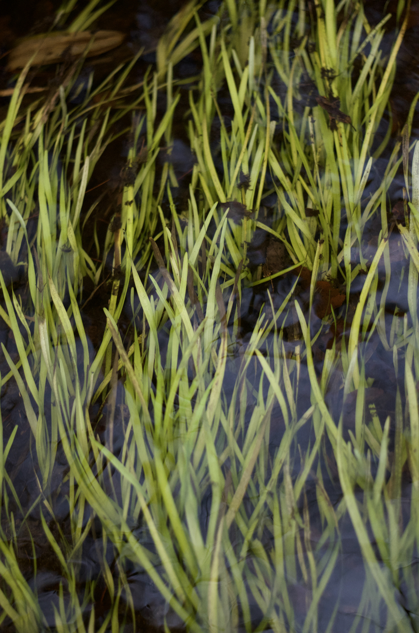 Photography Aiken State Park