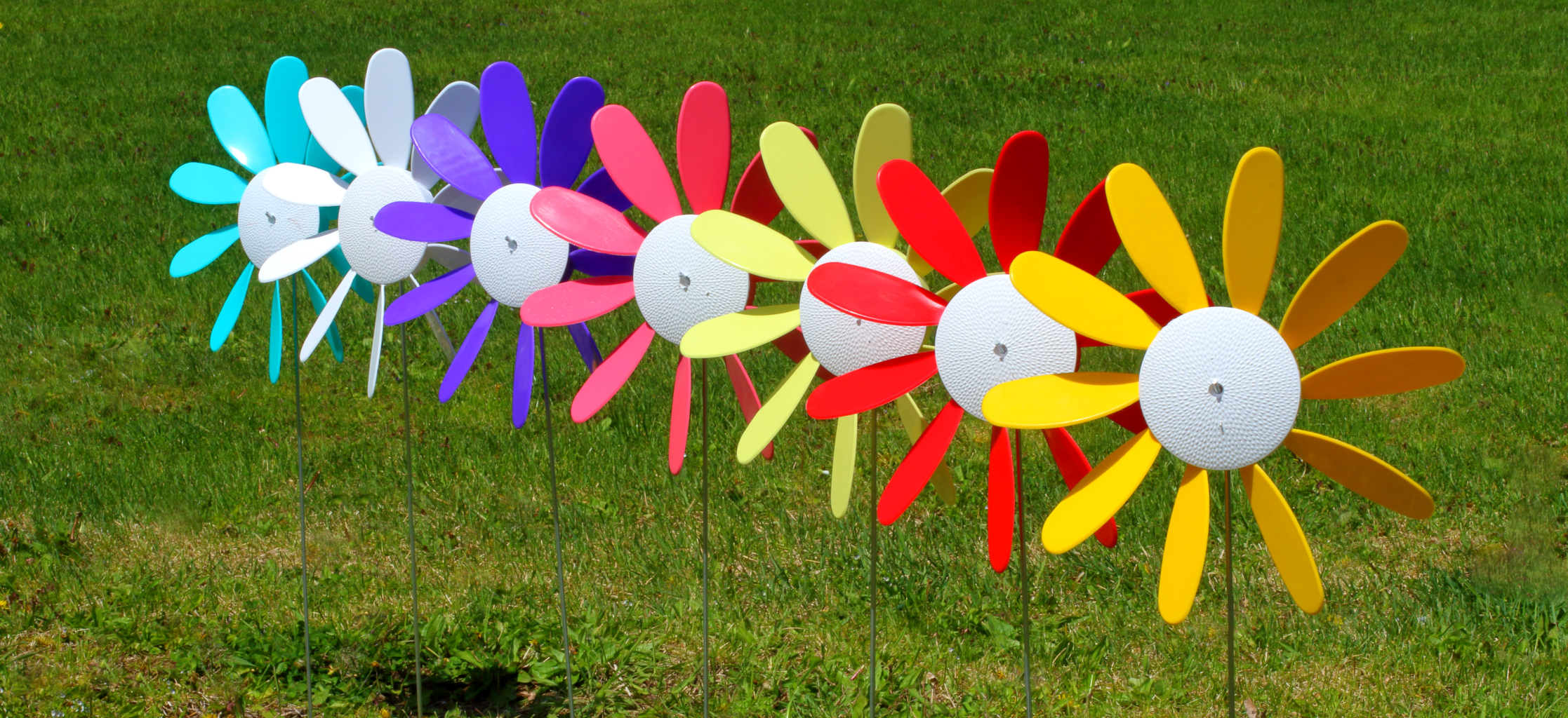 Random Color Set Spinning Daisy