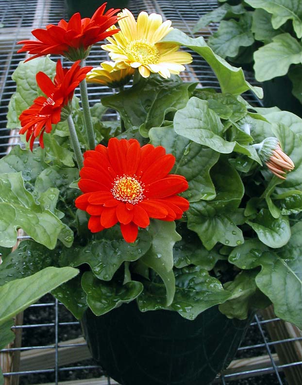 Evergreen or Deciduous Plants, Barberton Daisy, Gerbera Daisy, Hilton Daisy (Gerbera)