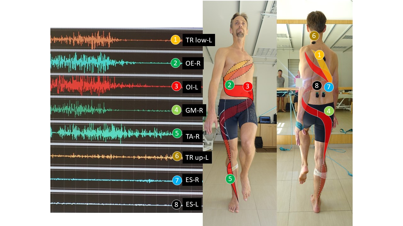 Spiral Stabilization UK Muscle Chains Spiral Stabilization UK