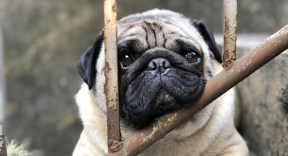 7 Best Dog Crates For Pugs In 2024 SPIRE PET