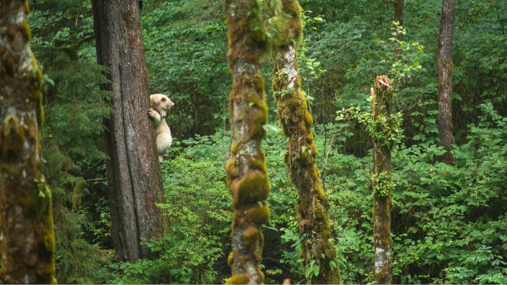 The Great Bear Rainforest Spirit Bear Lodge