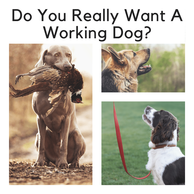 Do You Really Want A Working Dog? - Spiritdog Training