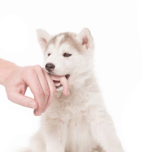 Do Huskies Bite? Are Huskies dangerous? Do Huskies attack?