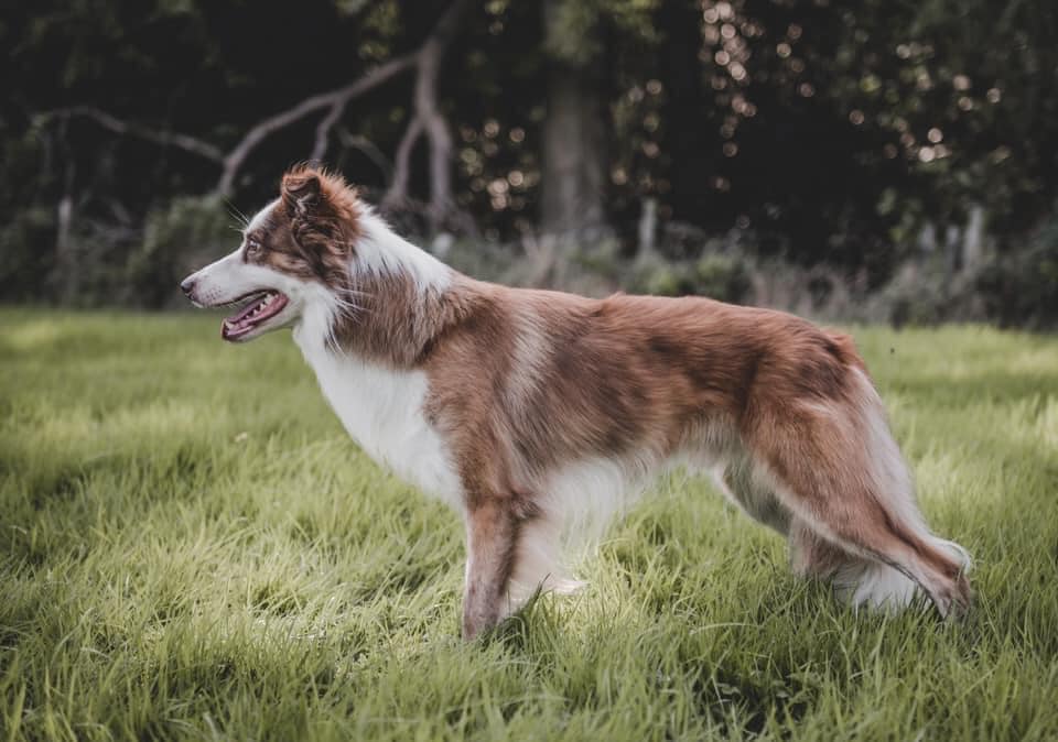 Rare Border Collie Colors & Patterns Merle, Slate, Sable & More!