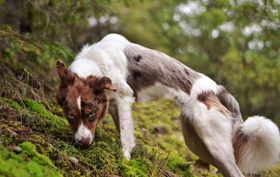 Rare Border Collie Colors & Patterns Merle, Slate, Sable & More!
