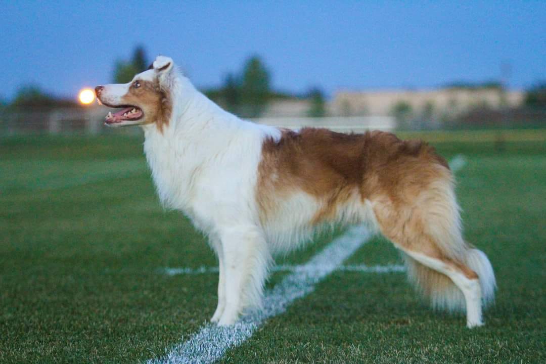 Rare Border Collie Colors & Patterns Merle, Slate, Sable & More!