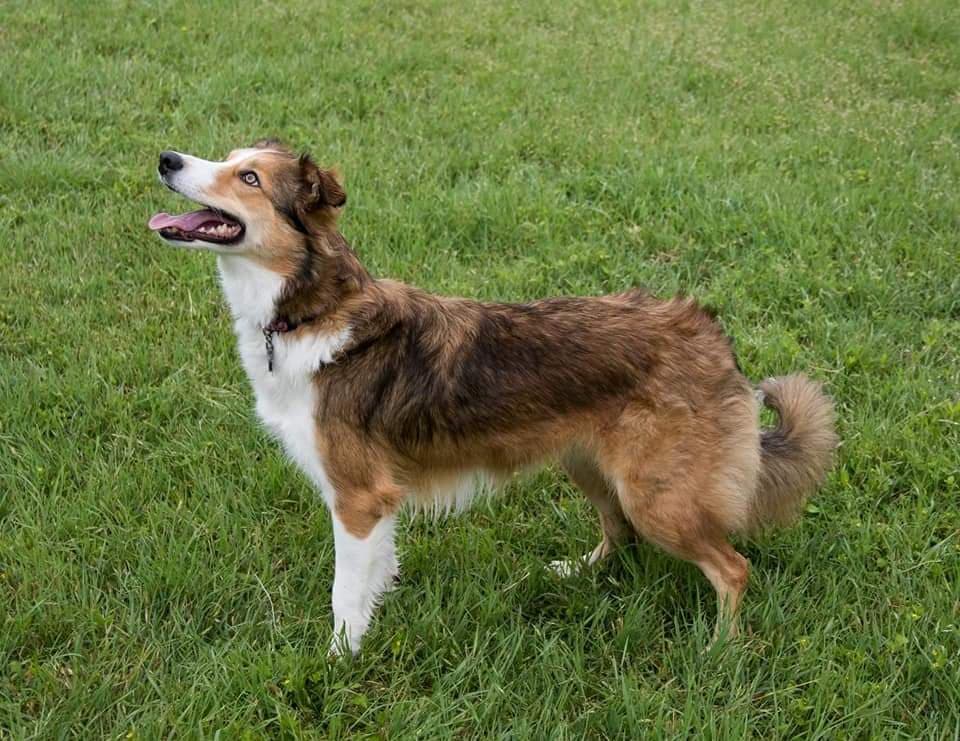 Rare Border Collie Colors & Patterns Merle, Slate, Sable & More!