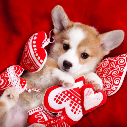 Miniature Breed Profile & Information of Mini