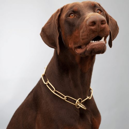 Doberman Colors Common & Rare Colors & Patterns