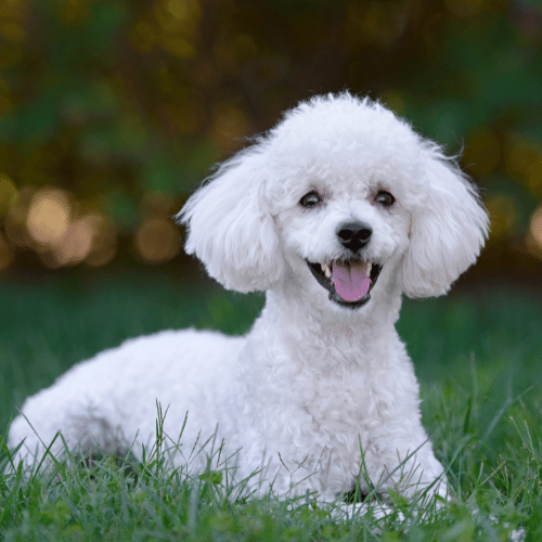 Best Food for Poodles SpiritDog Training