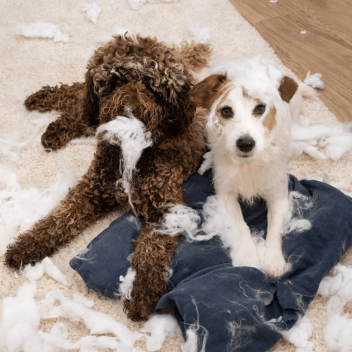 Is Separation Anxiety Bad For Dogs? SpiritDog Training