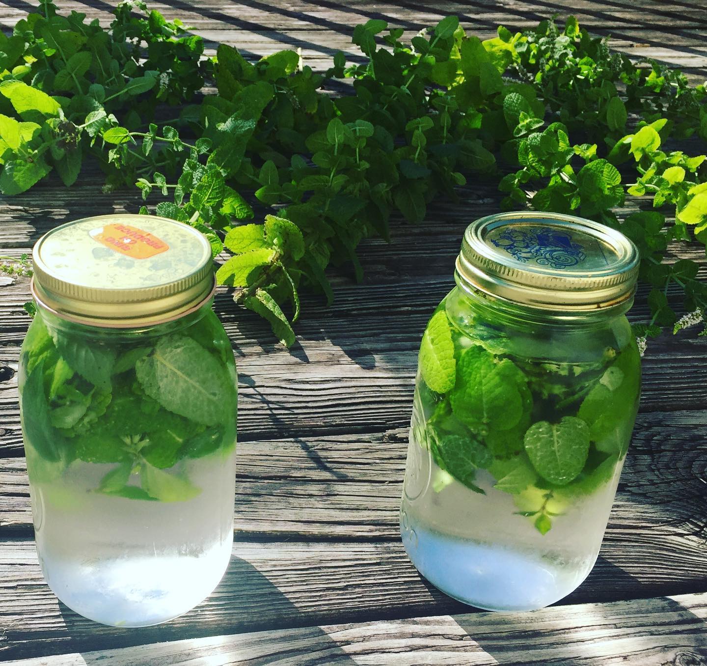 Nature Observation Native Plants & Specialty Crops at Spirit Tree