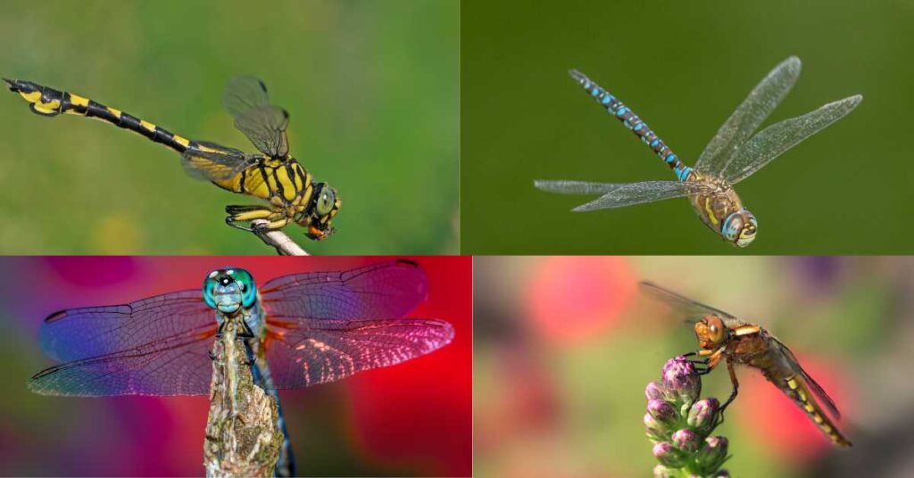 Dragonfly Color Meaning the Symbolism Behind Various Hues