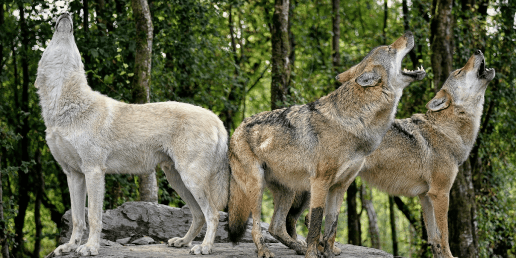 What Do Wolves Represent Spiritually