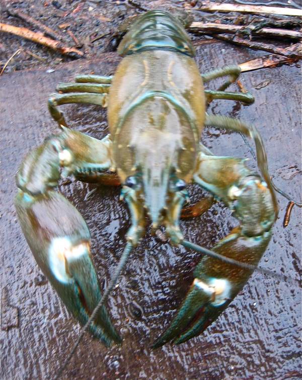 On the Thames with Crayfish Bob Spitalfields Life